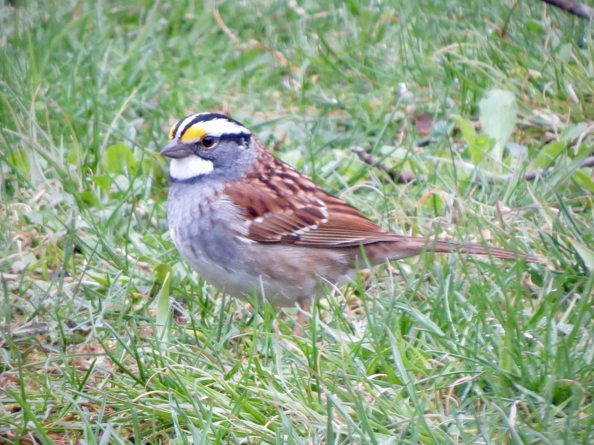 White-throated Sparrow - ML617620409