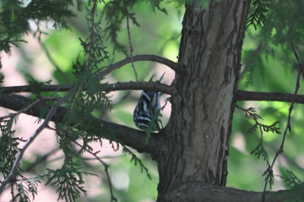 Black-and-white Warbler - ML617620424