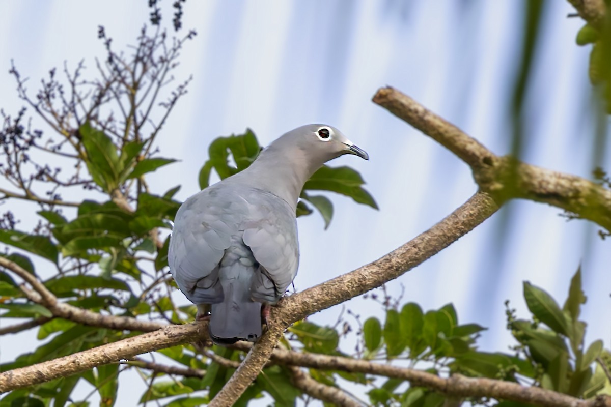 Island Imperial-Pigeon - ML617620430