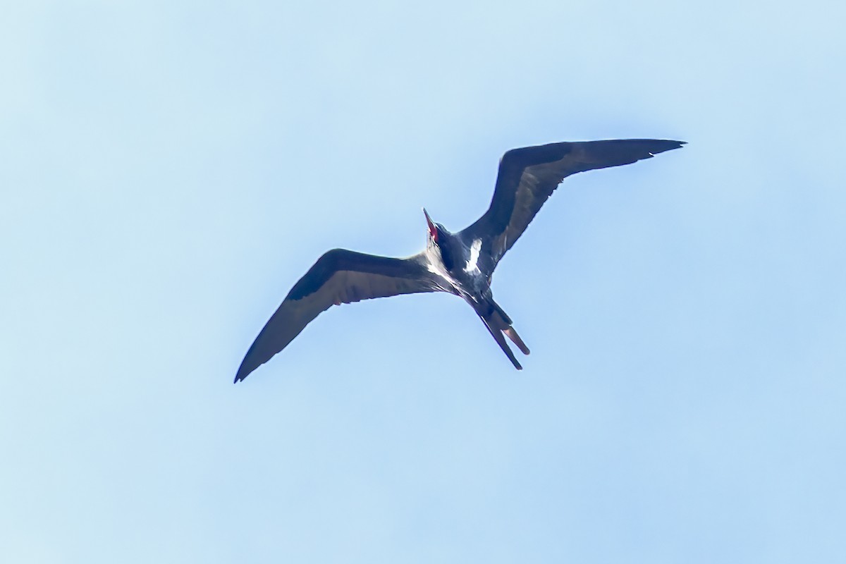 Lesser Frigatebird - ML617620448