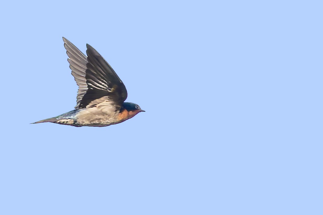 Pacific Swallow - ML617620487