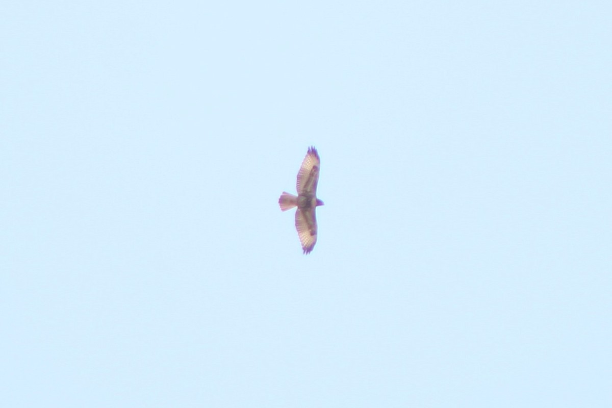 Red-tailed Hawk (calurus/alascensis) - ML617620508