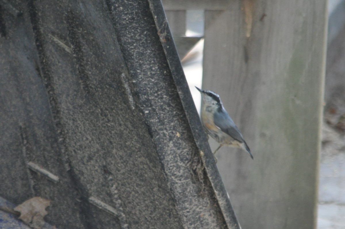 Red-breasted Nuthatch - ML617620516