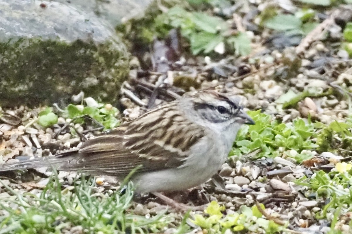 Chipping Sparrow - ML617620677
