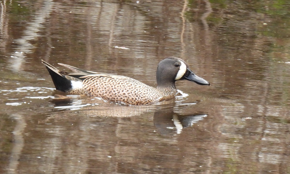 Blue-winged Teal - ML617620700