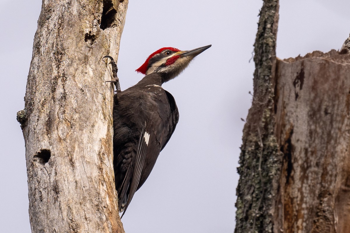 Pileated Woodpecker - ML617620701