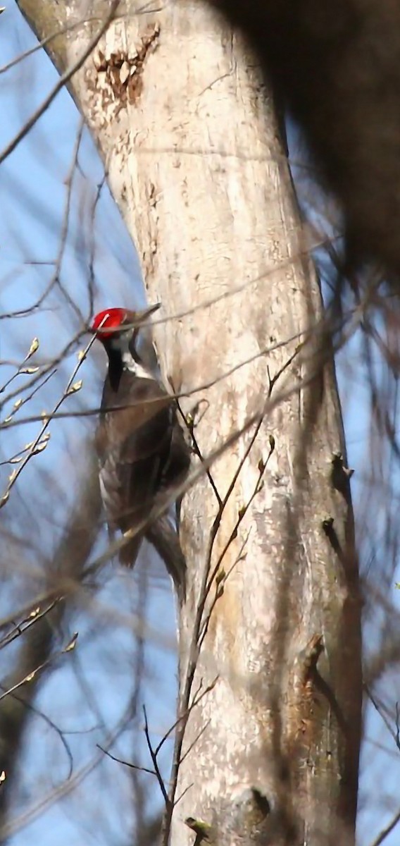 Pileated Woodpecker - ML617620702