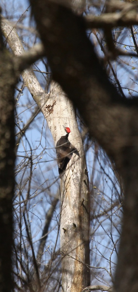 Pileated Woodpecker - Curt Fisher