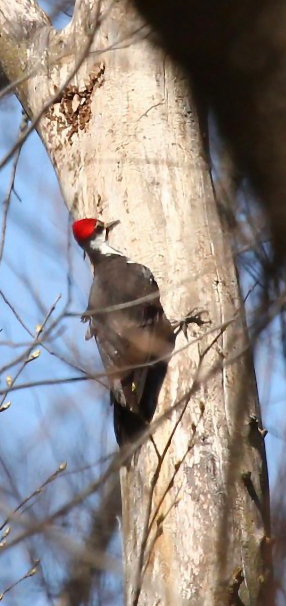 Pileated Woodpecker - ML617620704