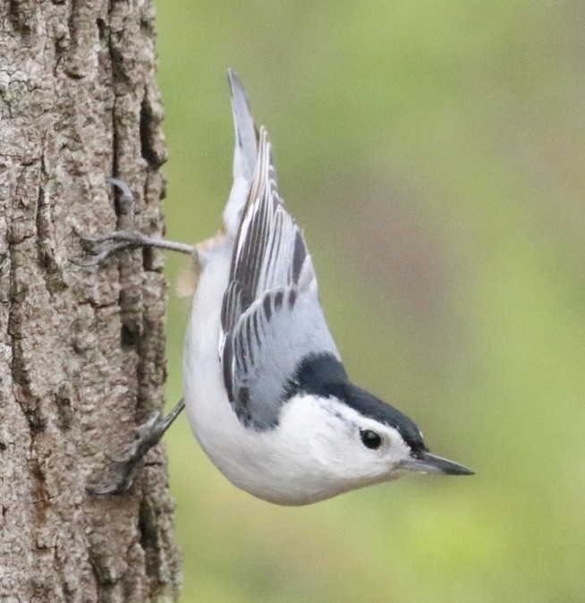 White-breasted Nuthatch (Eastern) - ML617620710