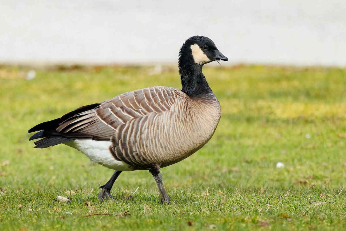 Cackling Goose (minima) - ML617620722