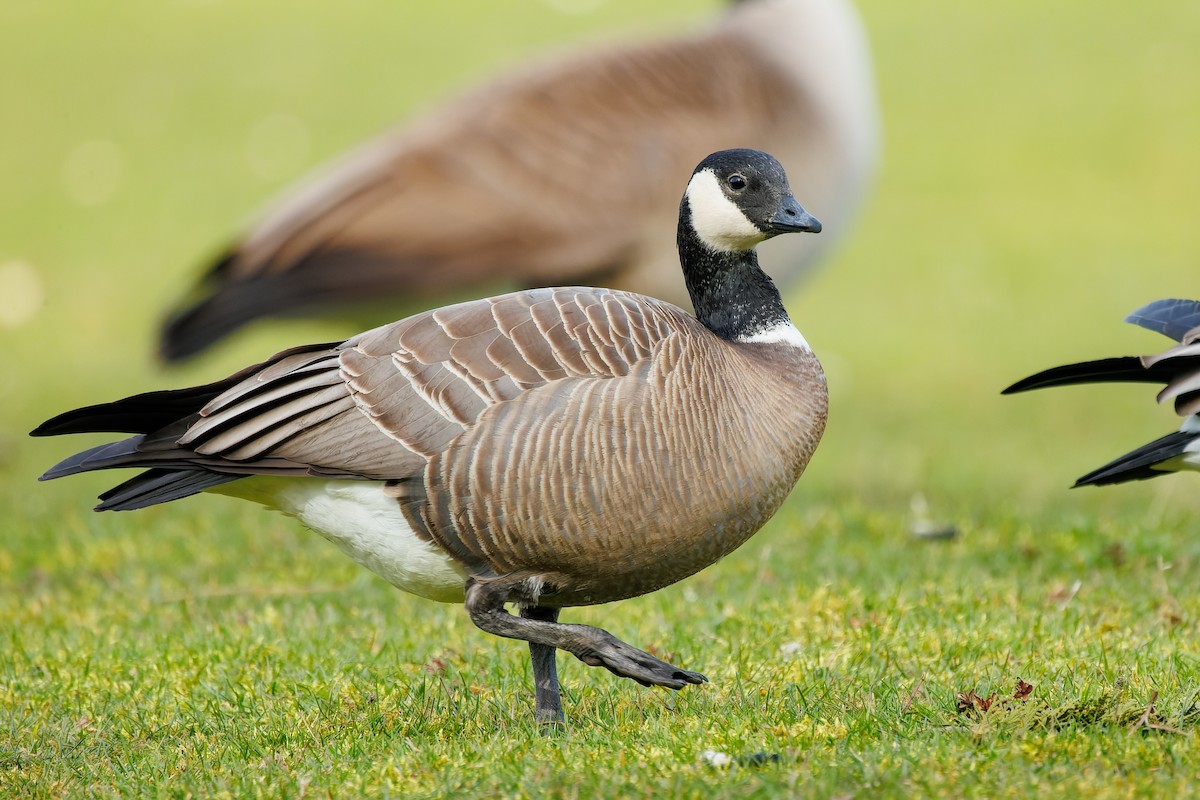 Cackling Goose (minima) - ML617620725