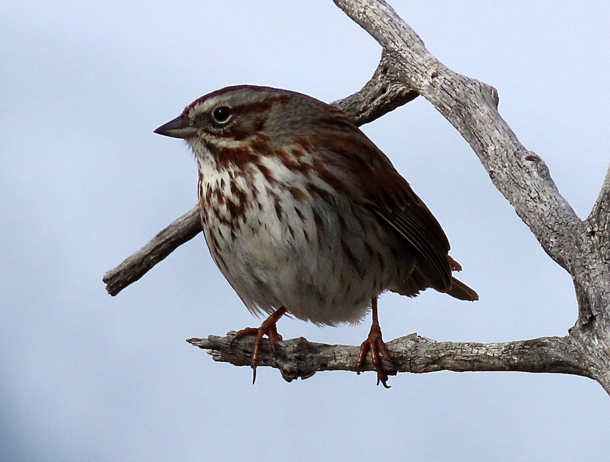 Song Sparrow - Bob Pruner