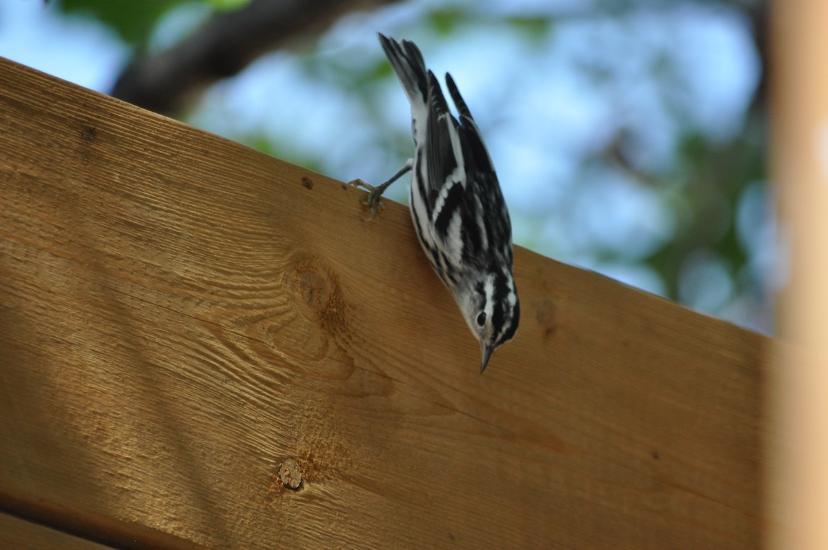 Black-and-white Warbler - ML617621094