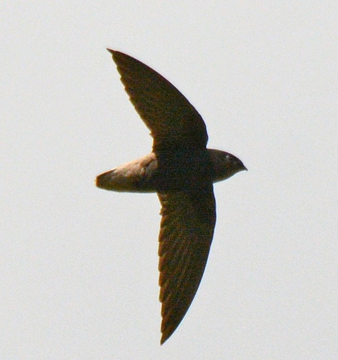 Short-tailed Swift - ML617621111