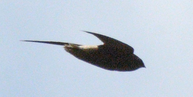 Short-tailed Swift - ML617621112