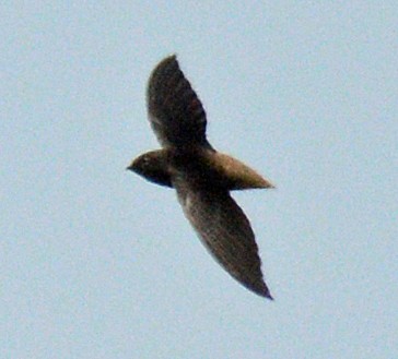 Short-tailed Swift - ML617621113
