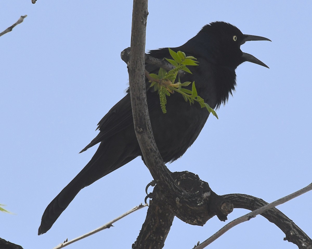Great-tailed Grackle - ML617621130