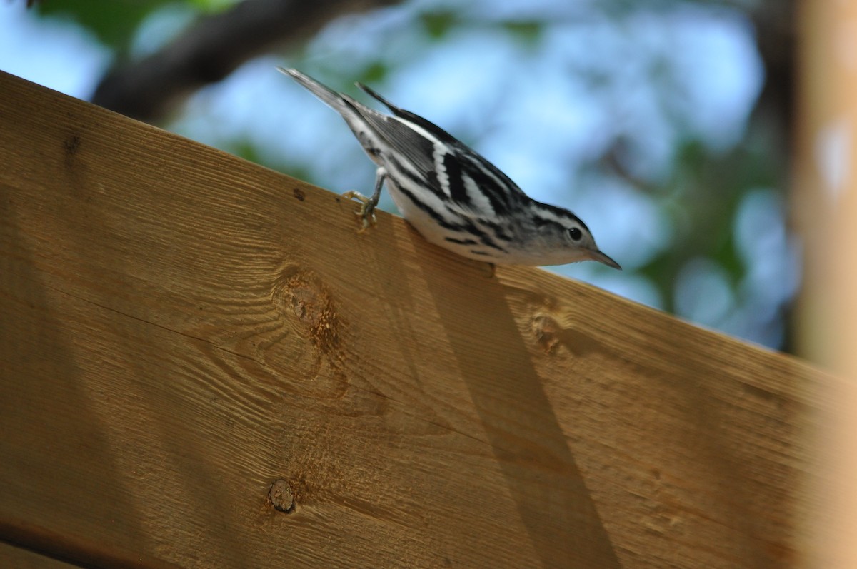 Black-and-white Warbler - ML617621171