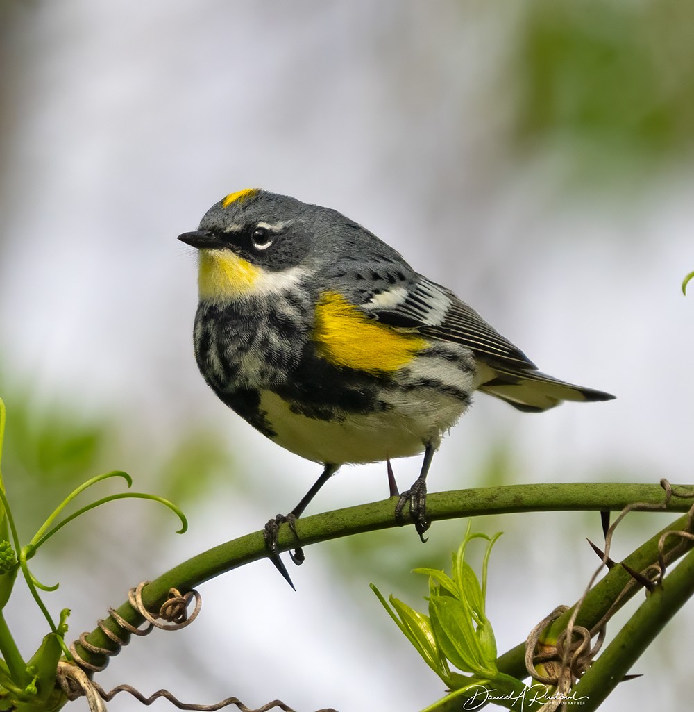 Yellow-rumped Warbler - Dave Rintoul