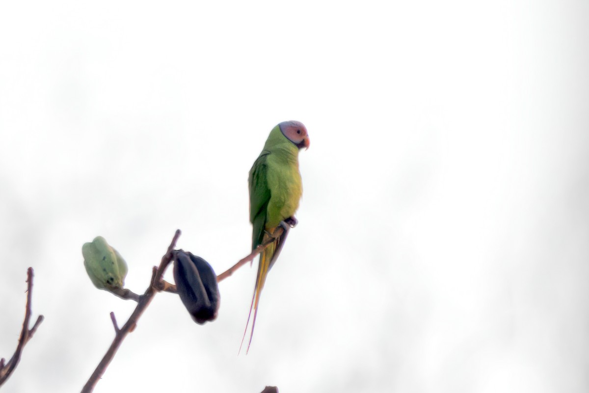 Blossom-headed Parakeet - S Kanchan