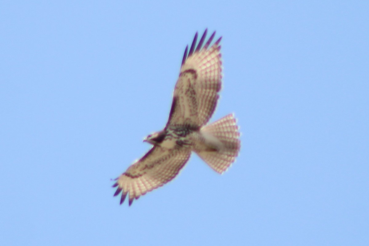 Red-tailed Hawk (calurus/alascensis) - ML617621334