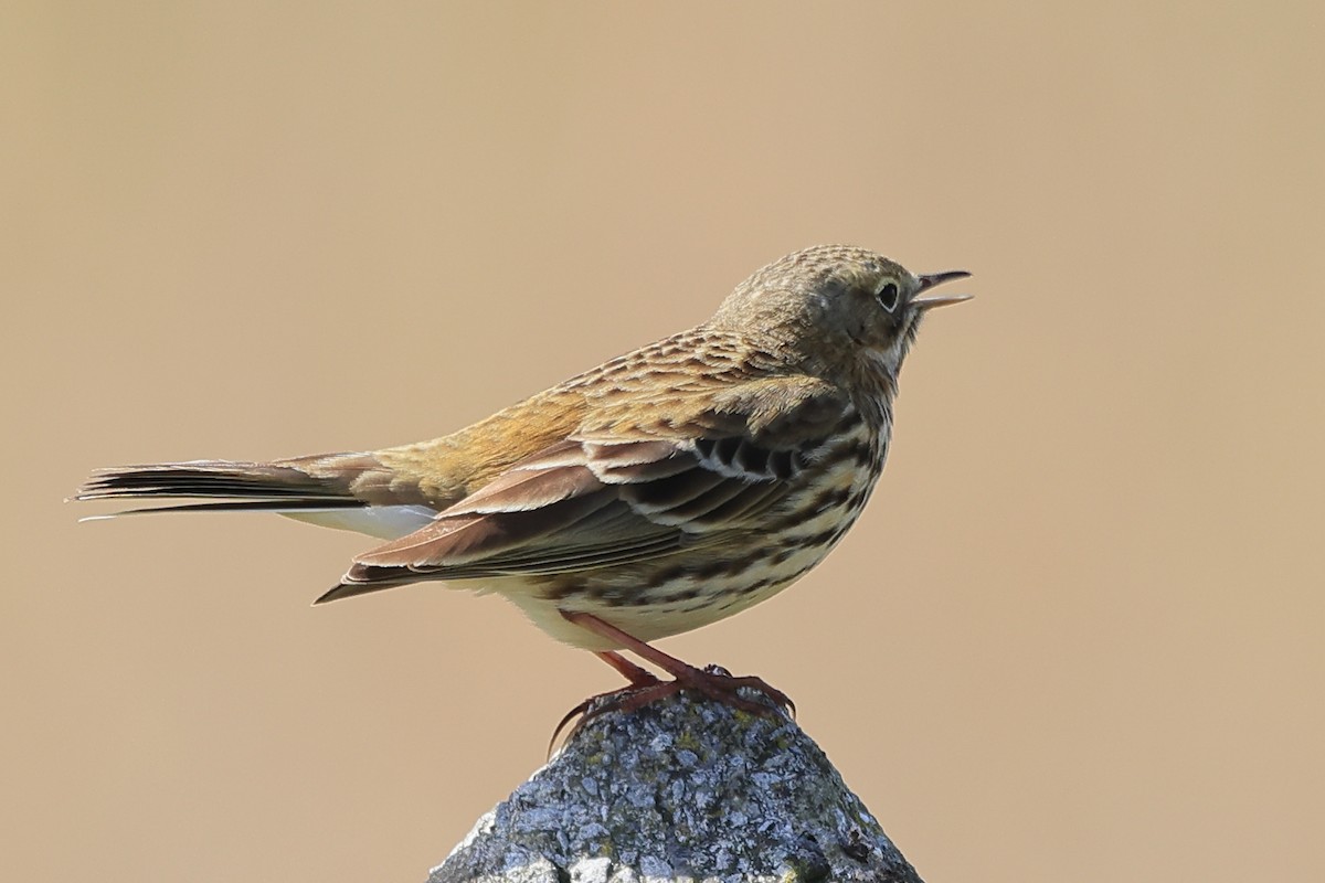 Meadow Pipit - ML617621398