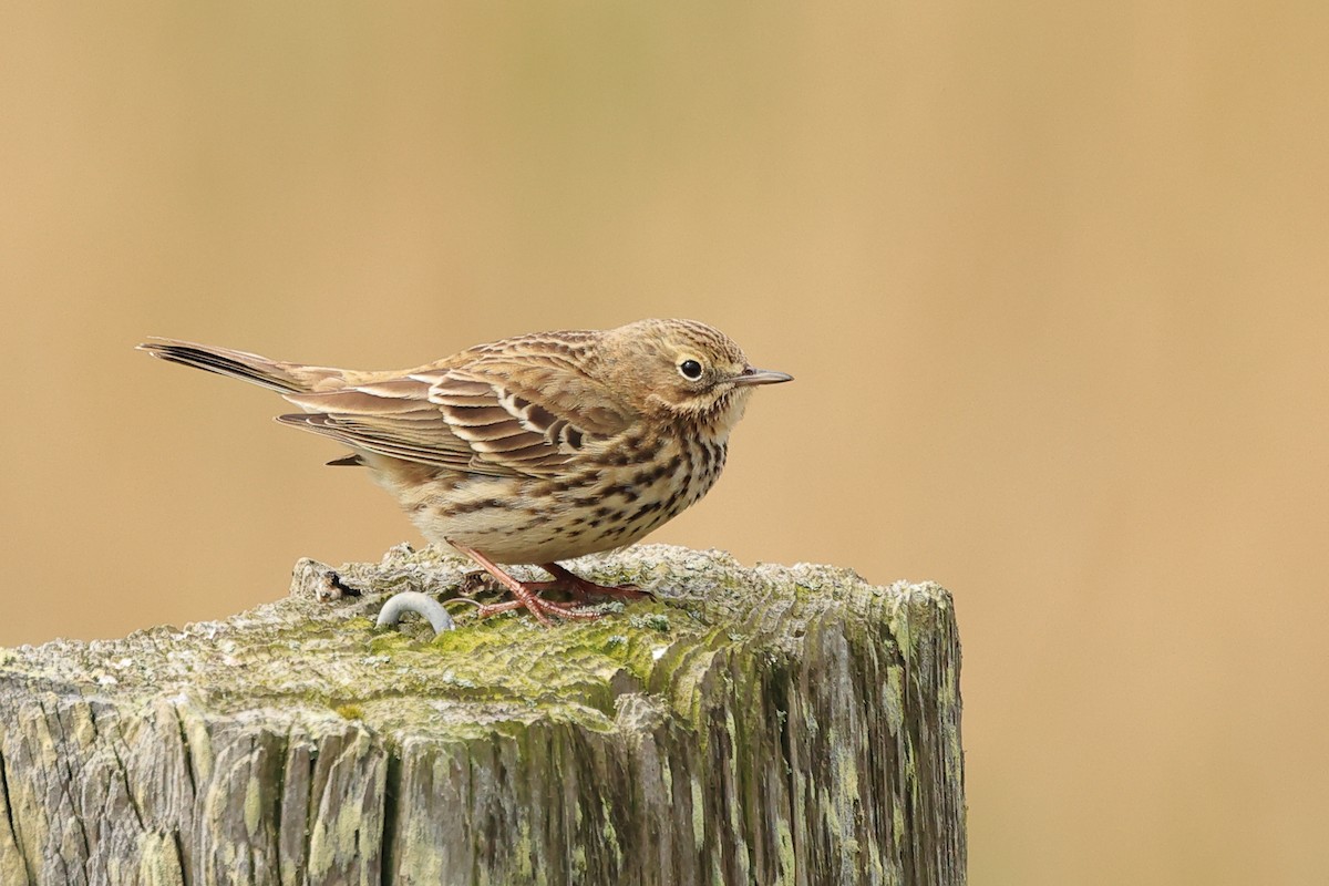 Meadow Pipit - ML617621399