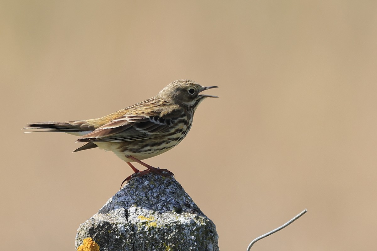 Meadow Pipit - ML617621400