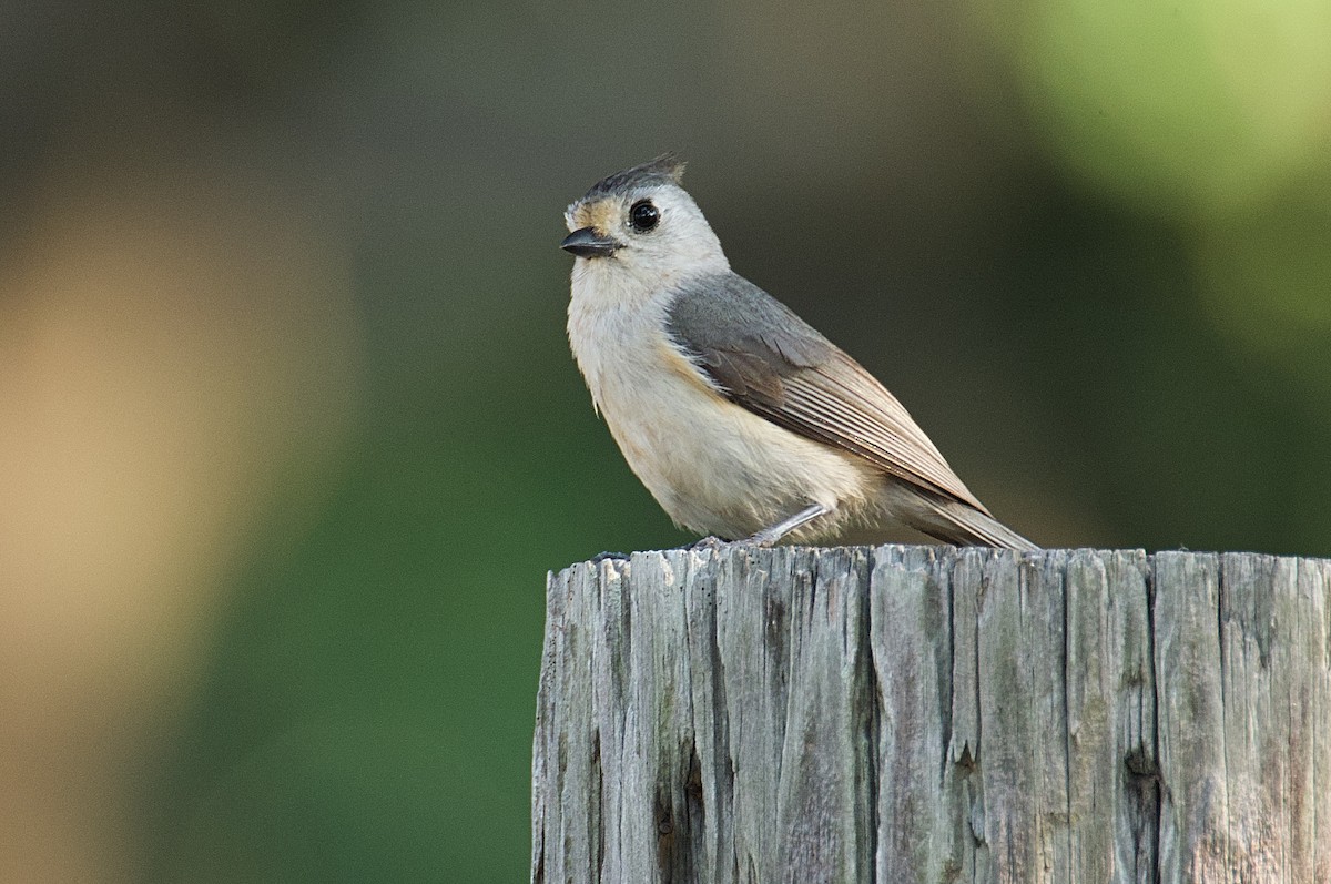 Black-crested Titmouse - Larry Wielgot