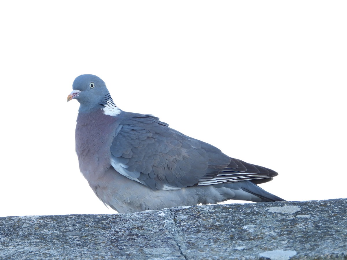 Common Wood-Pigeon - ML617621404