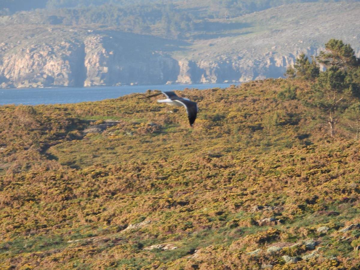 Lesser Black-backed Gull - Franqui Illanes
