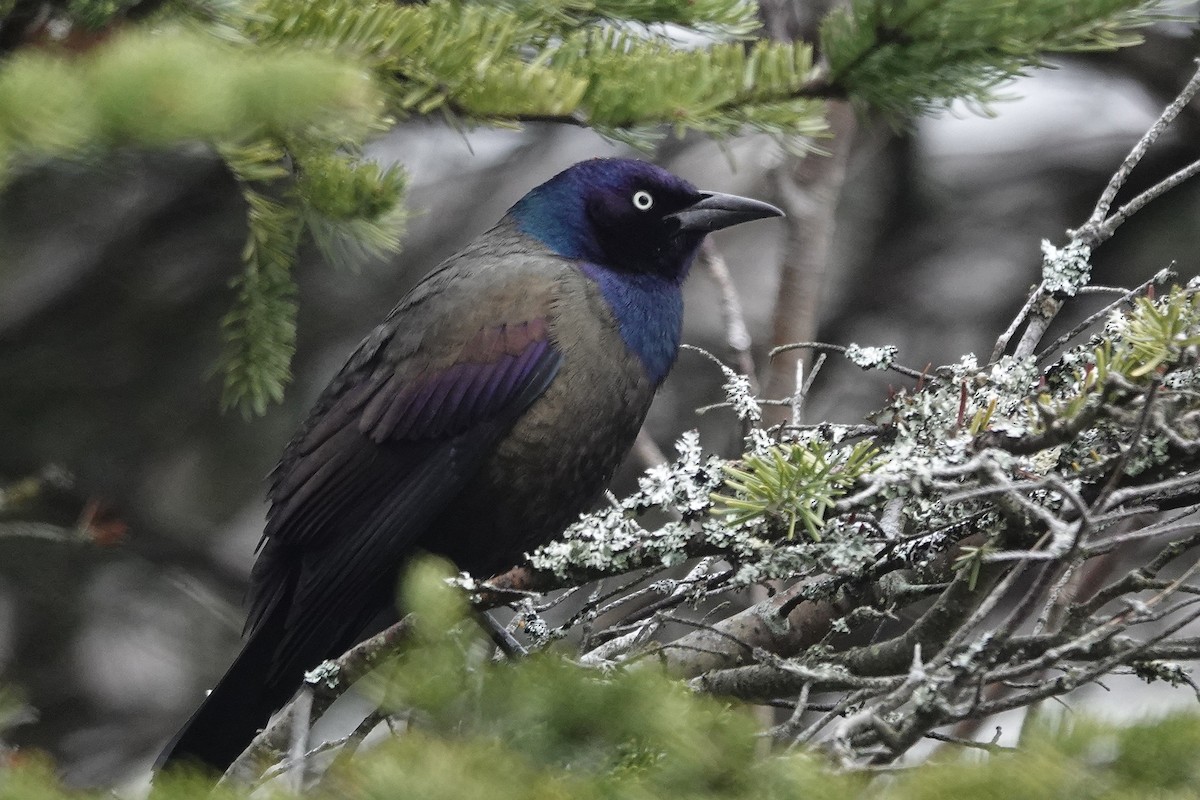 Common Grackle - Gary Case