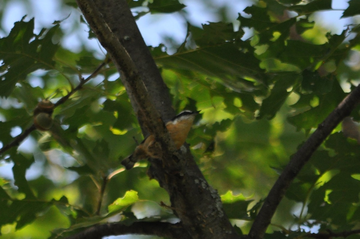 Red-breasted Nuthatch - ML617621461