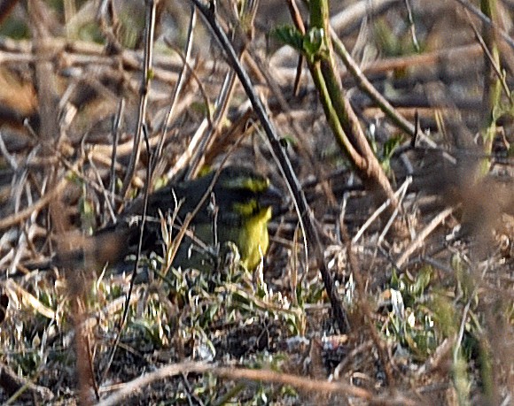 Yellow-fronted Canary - ML617621476