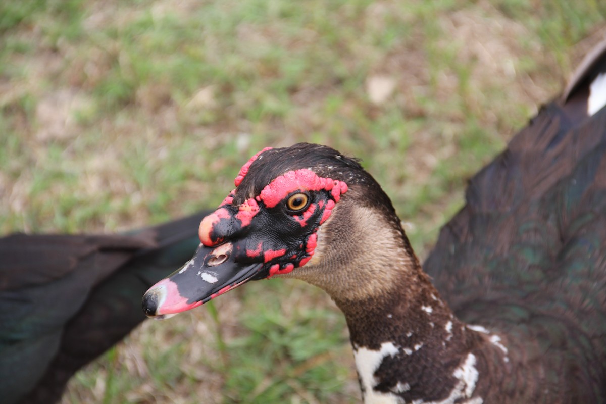 Muscovy Duck (Domestic type) - Texas Bird Family