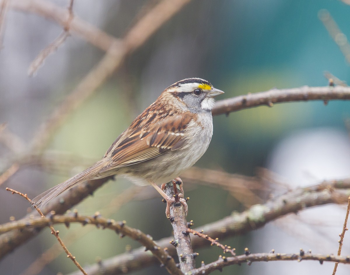 White-throated Sparrow - Daniel Murphy