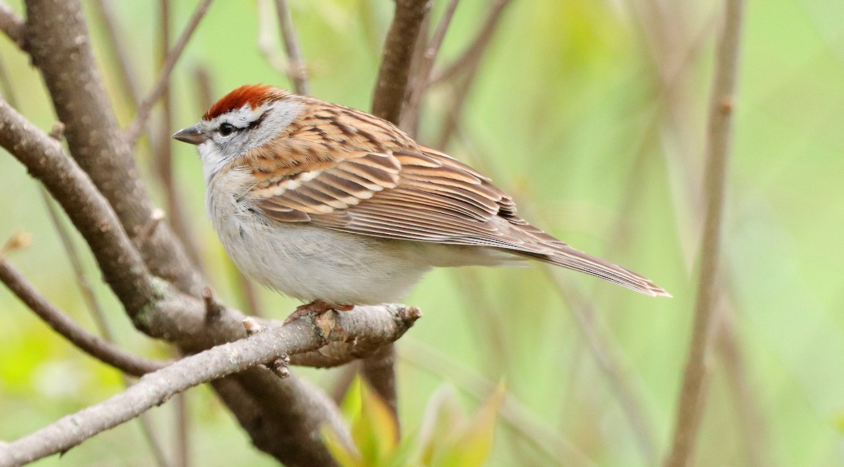 Chipping Sparrow - ML617621527