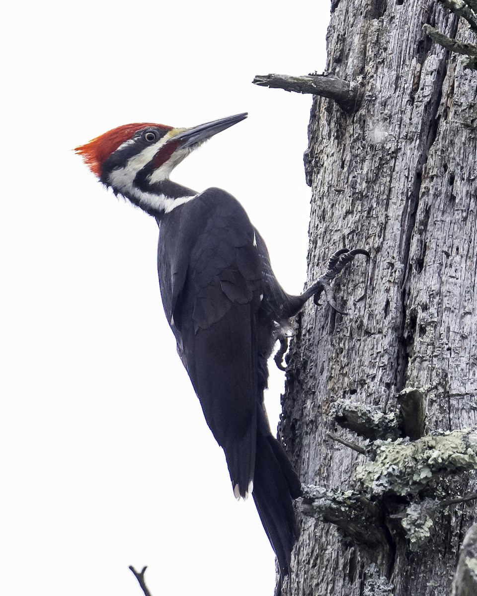 Pileated Woodpecker - ML617621643