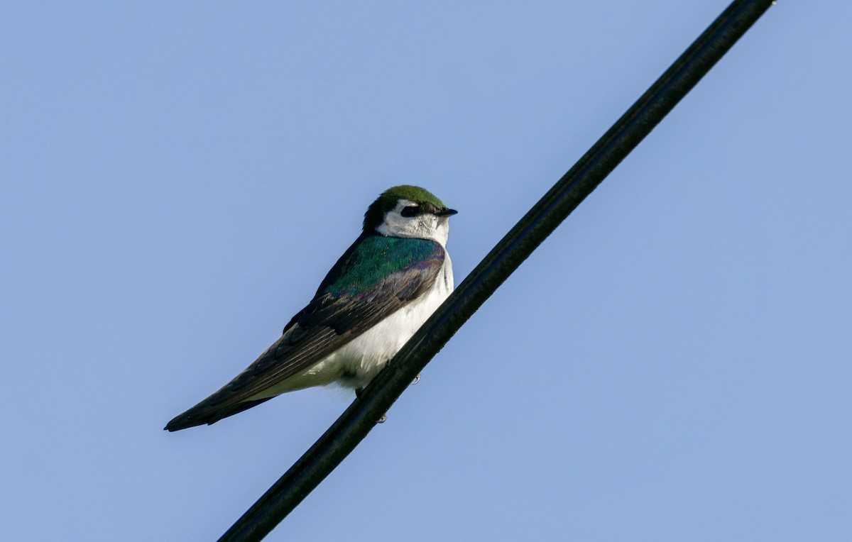 Violet-green Swallow - Sophia Krupsha