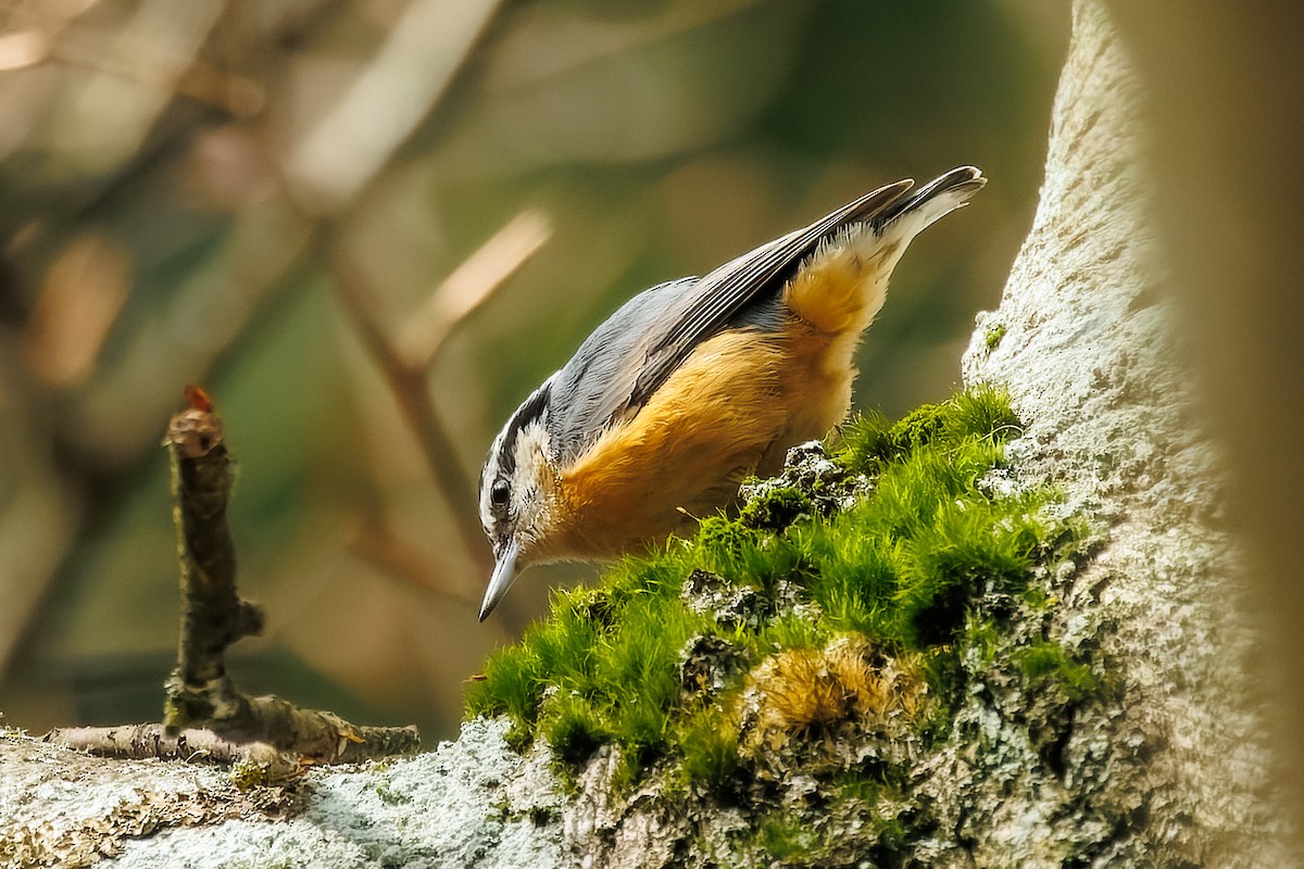 Red-breasted Nuthatch - ML617621711