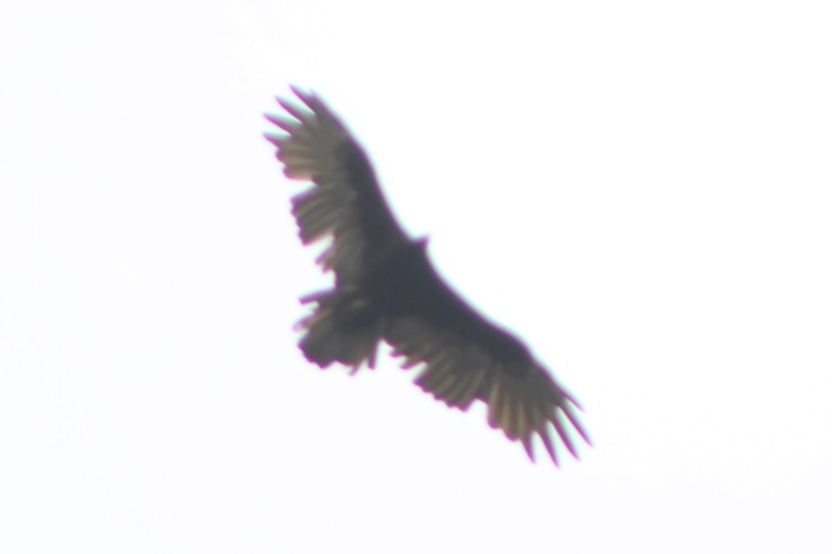 Turkey Vulture - ML617621741