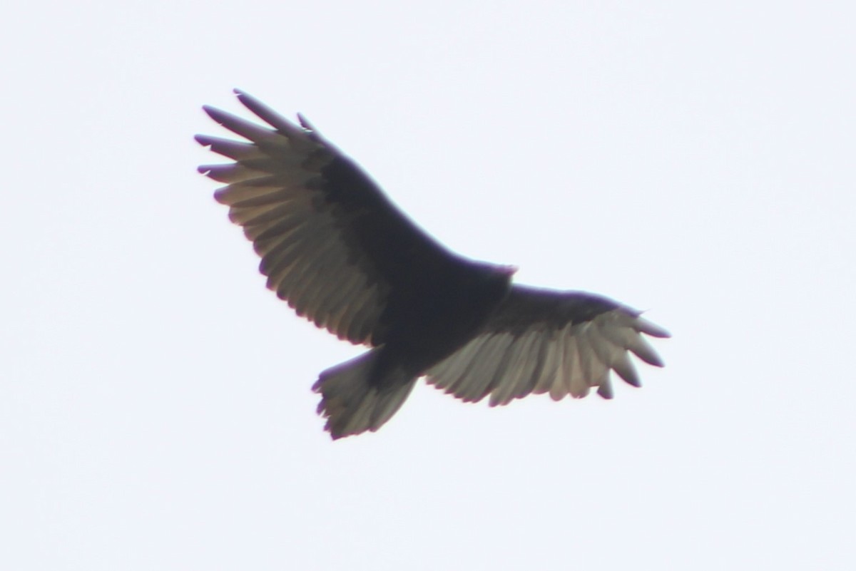 Turkey Vulture - ML617621742