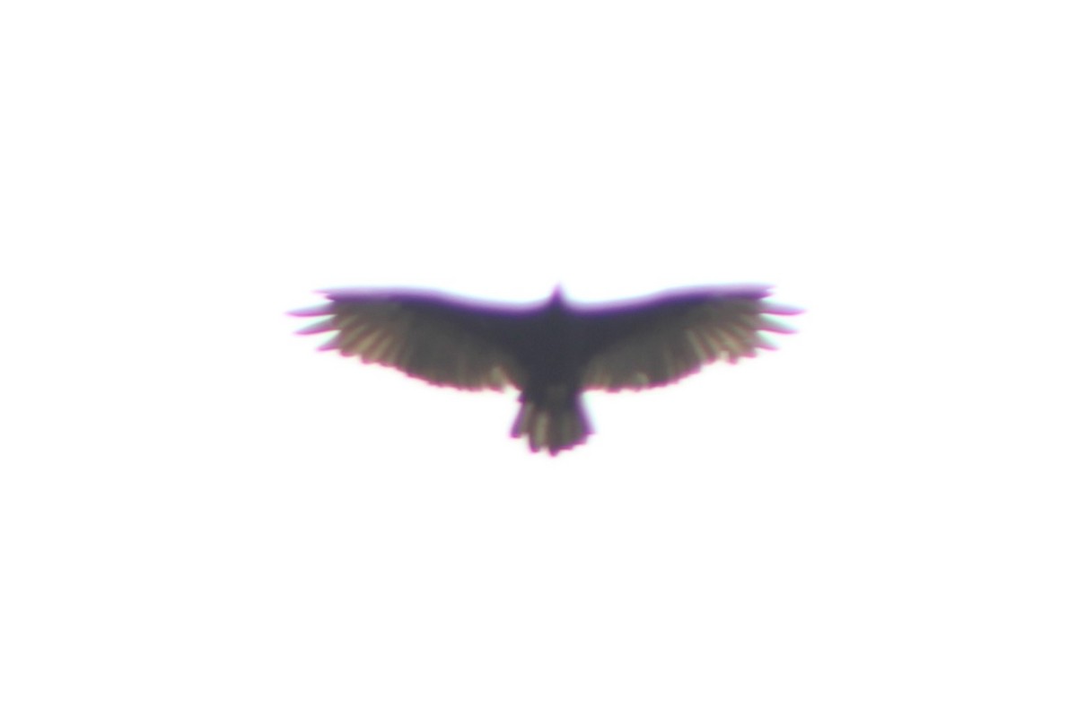 Turkey Vulture - ML617621746