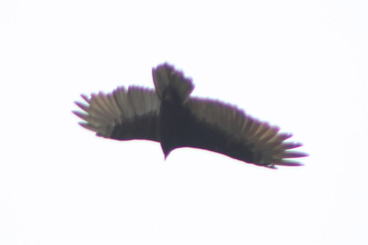 Turkey Vulture - ML617621747