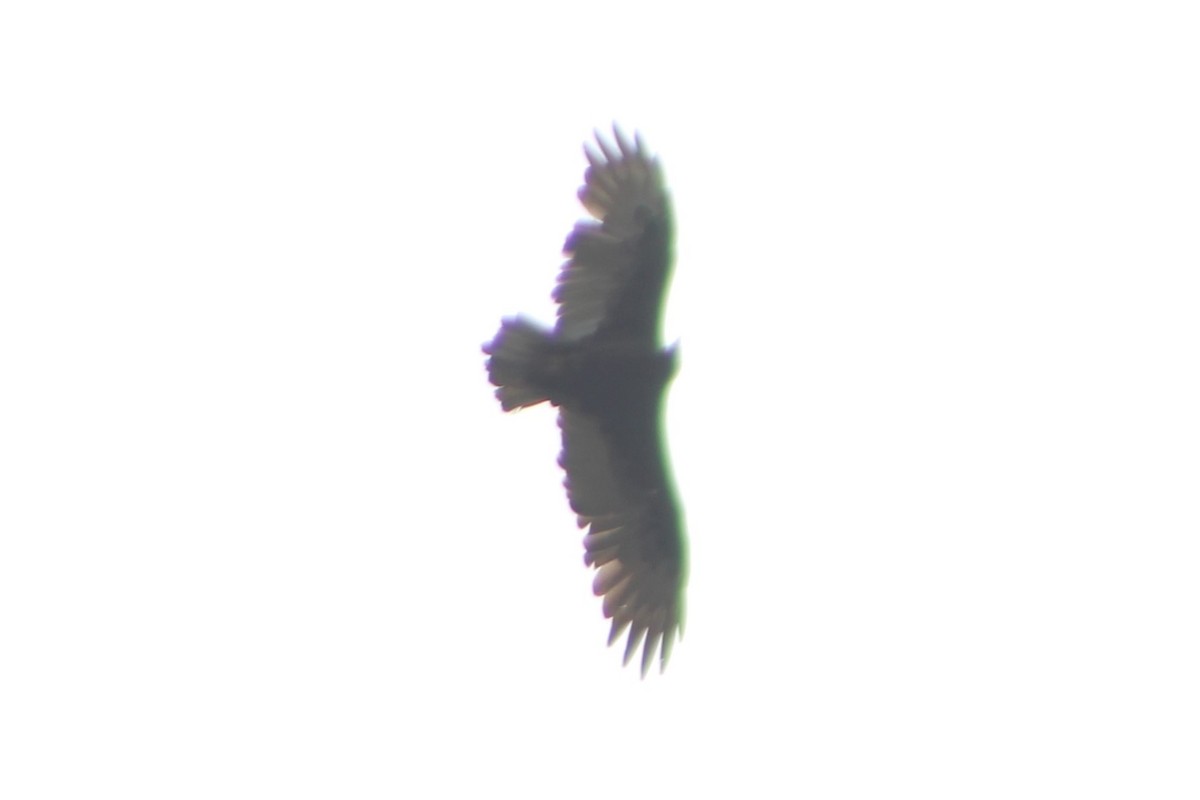 Turkey Vulture - ML617621748