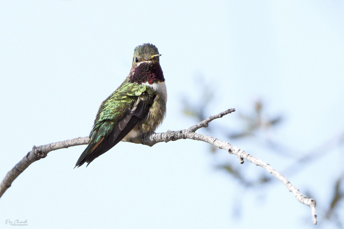 Broad-tailed Hummingbird - Ray Chiarello