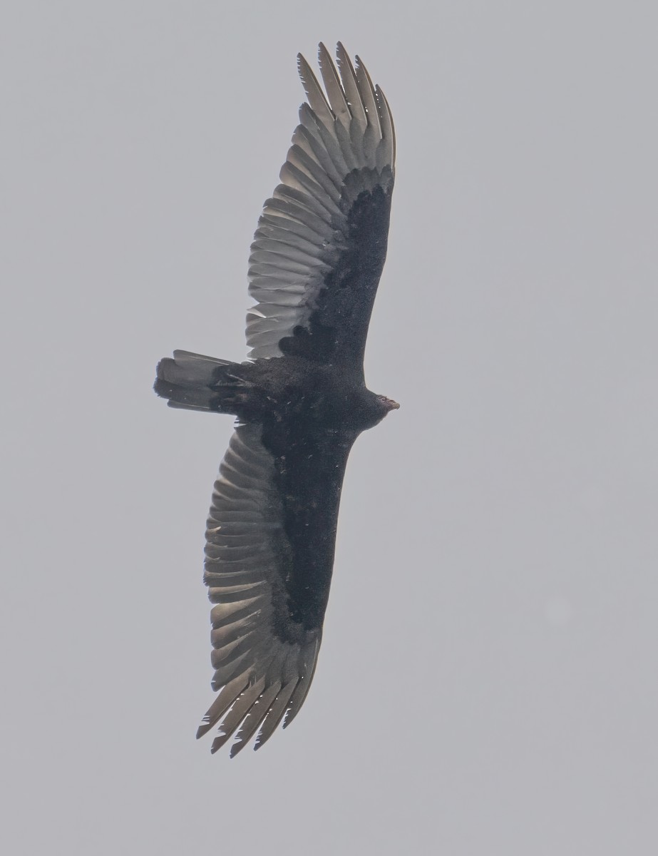 Turkey Vulture - ML617621832