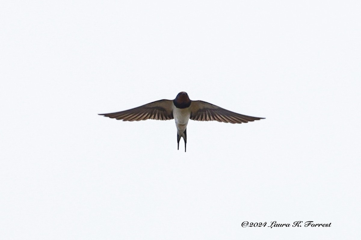 Barn Swallow (White-bellied) - ML617621885