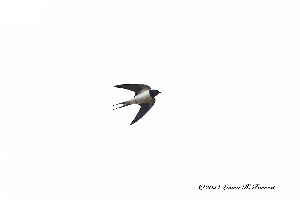 Barn Swallow (White-bellied) - Laura Forrest